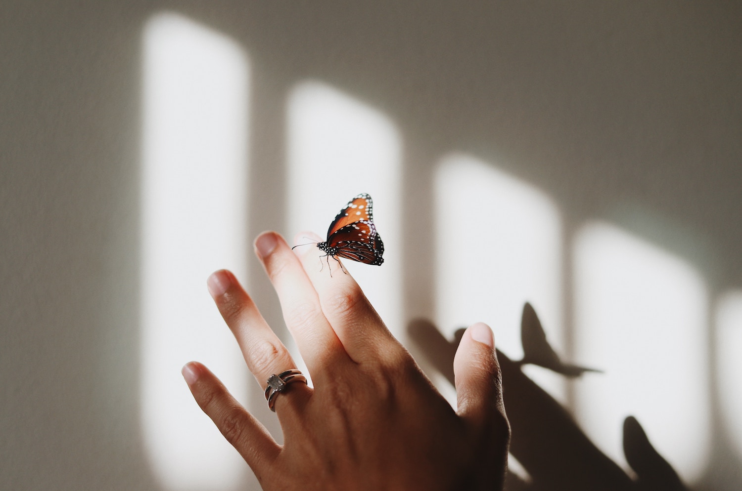 Todo sobre el anillo de promesa 