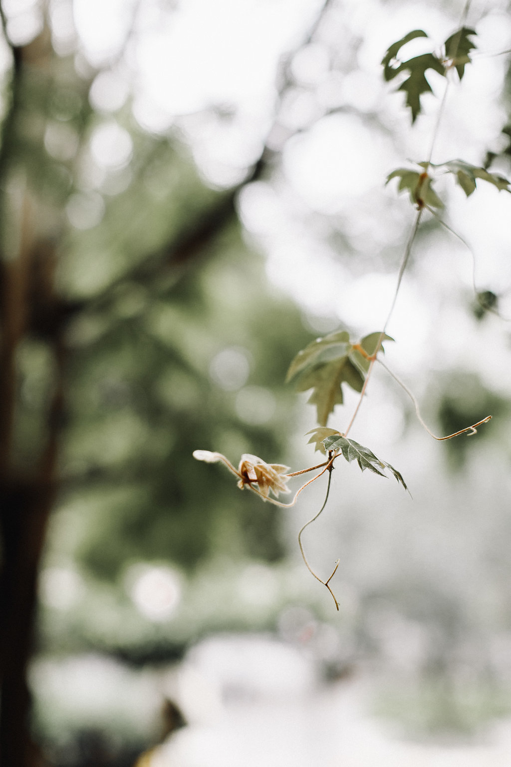 Elopement en San Miguel de Allende 